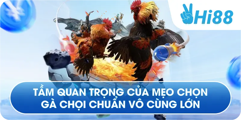 Tầm quan trọng của mẹo chọn gà chọi chuẩn vô cùng lớn